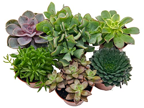 Exotische Sukkulenten Mischung im 9cm Topf - Perfektes Geschenkset mit 6 Pflanzen