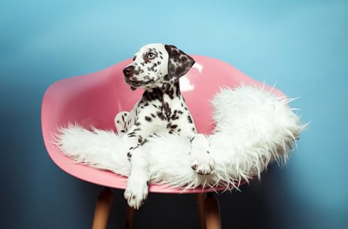 Erlebe unvergessliche Momente: Tier Fotoshooting mit JOCHEN SCHWEIZER Geschenkgutschein