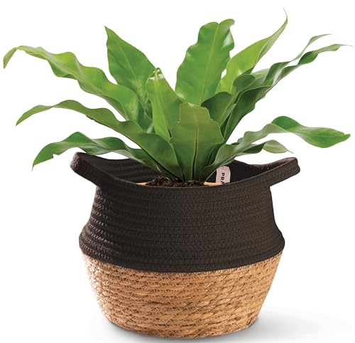 Handgefertigter Seegraskorb mit Baumwolle 20cm - Dekorativer Pflanztopf für Boho-Geschenke