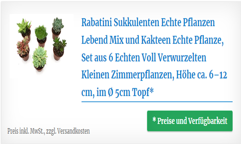 Sukkulenten Set aus 6 Echten Zimmerpflanzen